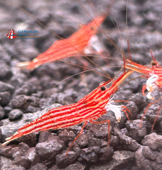 Preview: Set 10 x Caridina Striata Red Line Garnelen